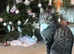 2 male house cats 3 years old