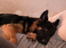 GERMAN SHEPHERD BOY LONG COAT