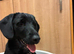 Daschaund x Rottweiler age 7+ 1/2 months