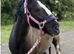 Pony’s to part loan 13-14.1hh