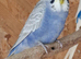 Mauve Budgie