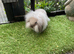 Seal point/frosty point mini lion lops
