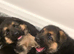 Stunning and strong German Shepherd puppies