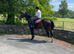 Beautiful warmblood gelding