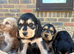 Stunning show type cocker spaniel puppies