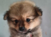 Pomeranians Teddy Bear Puppies
