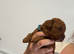 ️Deep Red Toy Poodle