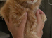 Gorgeous golden doll faced Persian kitten