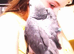 African grey parrots babies for sale