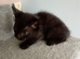 Kitten
