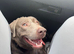 Labrador x Weimaraner
