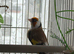 Siberjan goldfinch