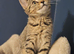 X2 beautiful kittens for rehome