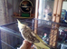 Bonded unrelated Pair of handreared Cockatiels