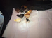 Chicks