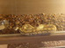 Stunning banana python female