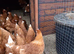 Brown pullets 16to18 weeks old