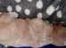 Adorable Hybrid Puppies &ndash; Cockapoo x Bichon Frise Mix