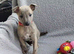 KC reg - Blue Brindle whippets