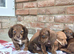 2 boys 2 girls miniature dachshunds
