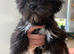 Adorable Lhasa Apso Boy puppies for sale