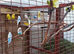 Budgie pairs for sale