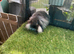 Seal point mini lion lop baby rabbit boy