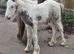 Mare with colt foal at foot