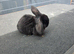 Male mini lop
