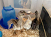 Grey & White Rhea Bird Chicks