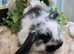 Beautiful baby mini lops