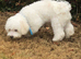 Beautiful Bichon Boy puppy