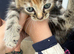2 beautiful fluffy kittens male and female