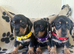 Gorgeous miniature sausages