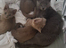 Beautiful Russian blue x british shorthair kittens