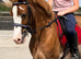 14.1 10 year old welsh C ride & drive gelding.