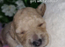 Cavapoochon