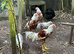 RARE BREED YOUNG PAIR YOKOHAMA RED SADDLE L/F Ferndown, Dorset