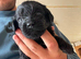 5 beautiful toy poodles x lakeland terrier puppies