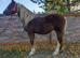 Palomino welsh x cob mare