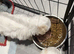 Maltese babys