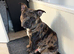 13 month old male Staffy x Pocket bully