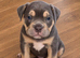 POCKET BULLY / EXOTIC BULLY PUPPIES LOOKING FOR THEIR FOREVER HOMES