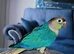 Extremely cuddly tame conures