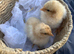 Buff Orpington 4 - 8 week old chicks