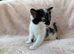 Beautiful kittens For Sale