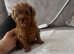 Kc registered deep red toy poodle 1 male left