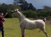 Arabian mare 15 hands