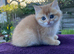 Golden Female in Tamworth