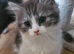 4 x ragdoll x kittens for sale